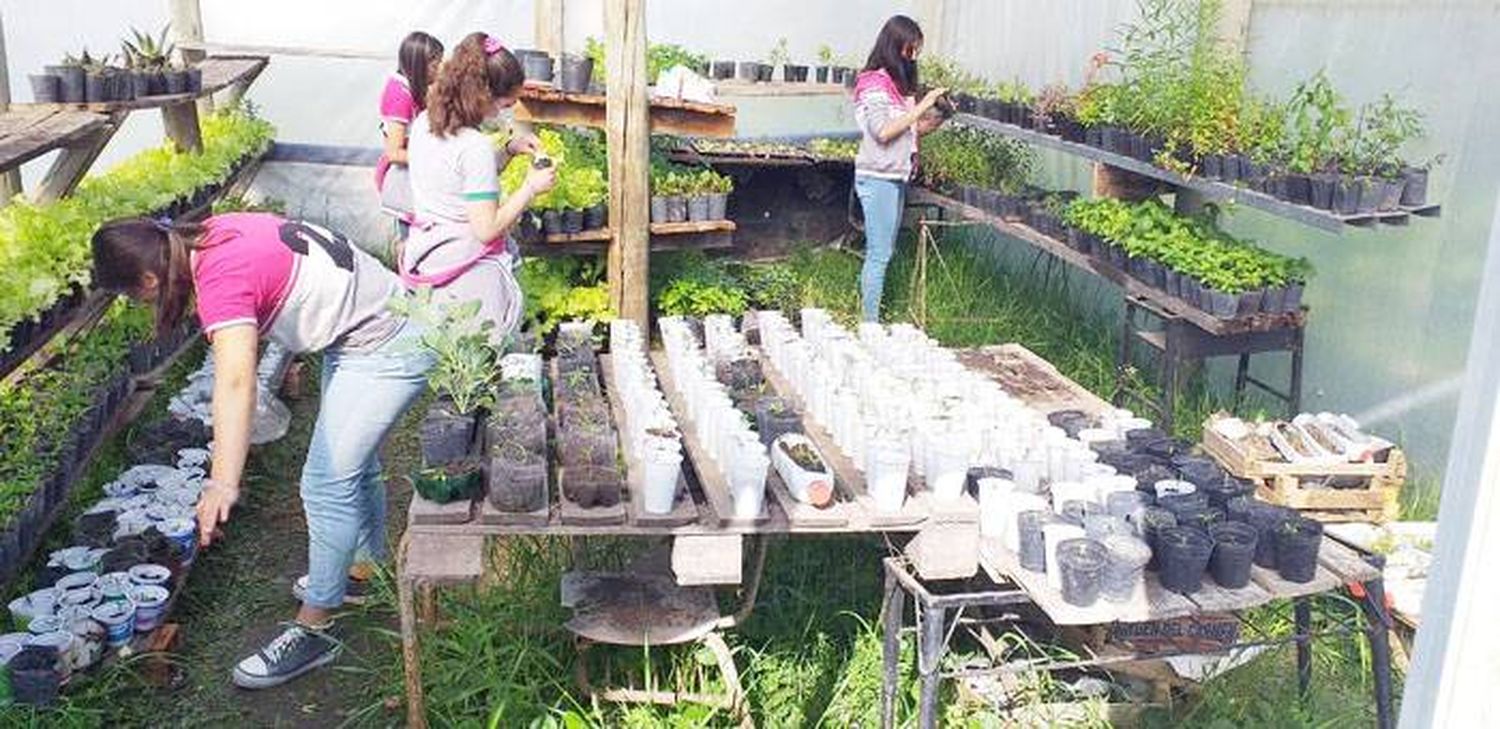 Alumnos de 6to. Naturales  entregarán plantines