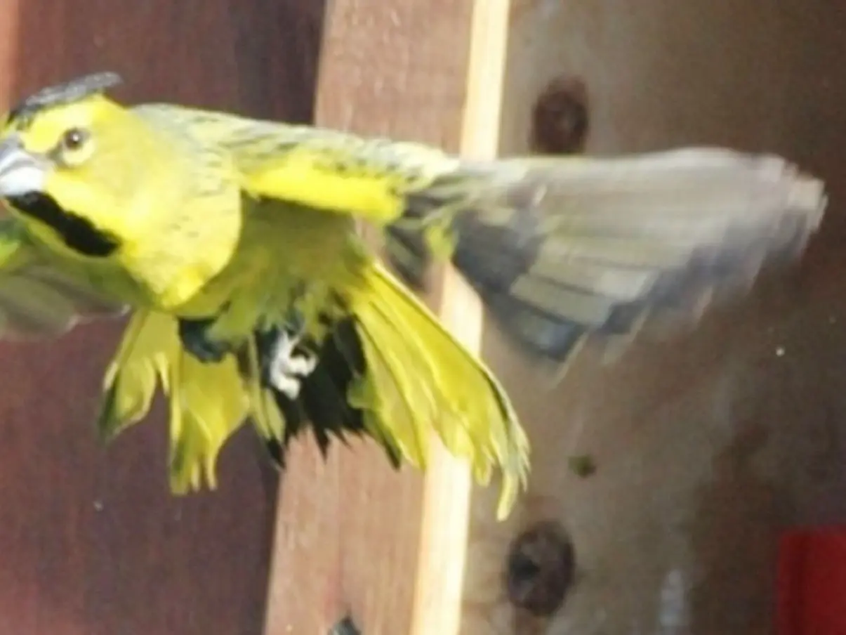 Rescate y conservación del cardenal amarillo