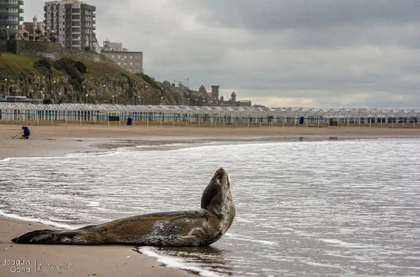 La foca leopardo que visitó Varese volvió al mar
