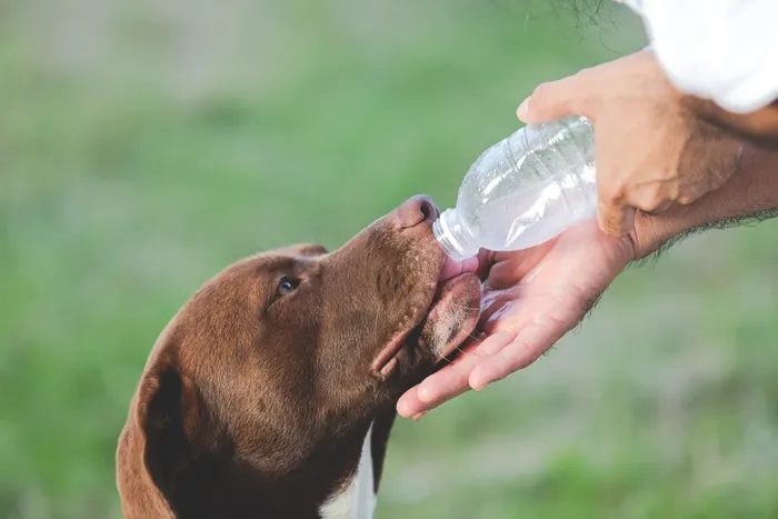 PERRO GOLPE DE CALOR VERANO VENTILADOR ANIMALES - 2