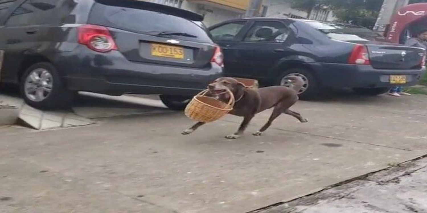 Eros, el perrito que hace delibery en Medellín