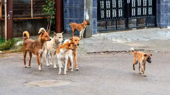 TURQUÍA estudia proyecto que permitiría sacrificar a 4 millones de perros callejeros (+Video)