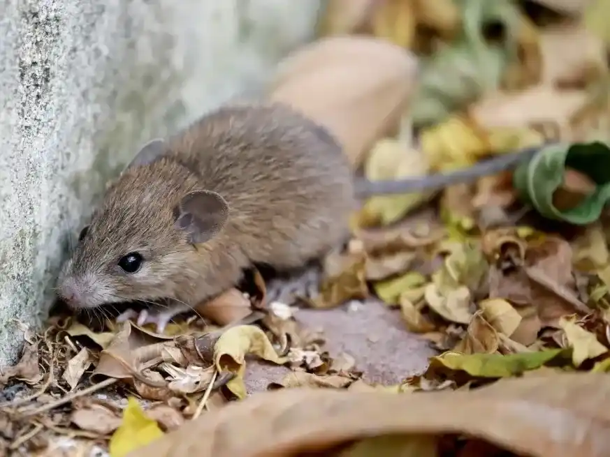 Las autoridades de salud confirmaron la detección de un nuevo caso de hantavirus en Bariloche.