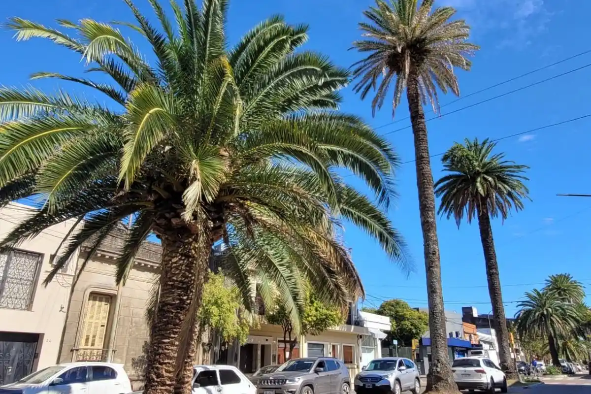 Intensifican acciones preventivas contra el picudo rojo, la plaga exótica que puede afectar a las palmeras de la ciudad