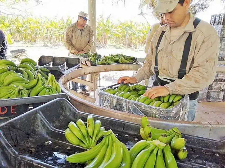 El CEDEVA entregó 8.000 guías de batata, 
todo el año reparte 100.000 plantas de banano