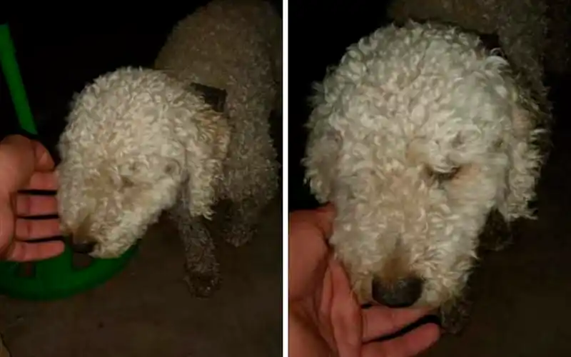 Perrito encontrado: ¿Alguien lo busca?