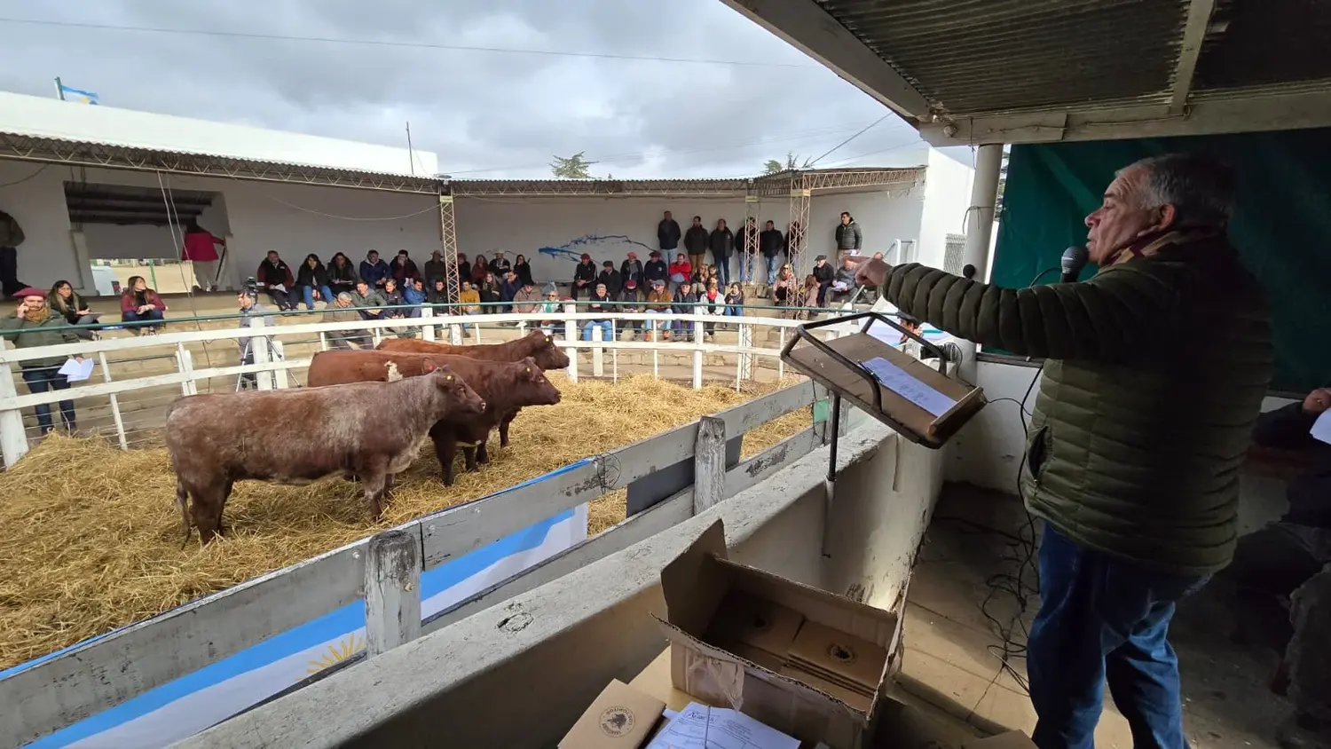 Los Plaul les dan pista a sus Shorthorn en Salliqueló