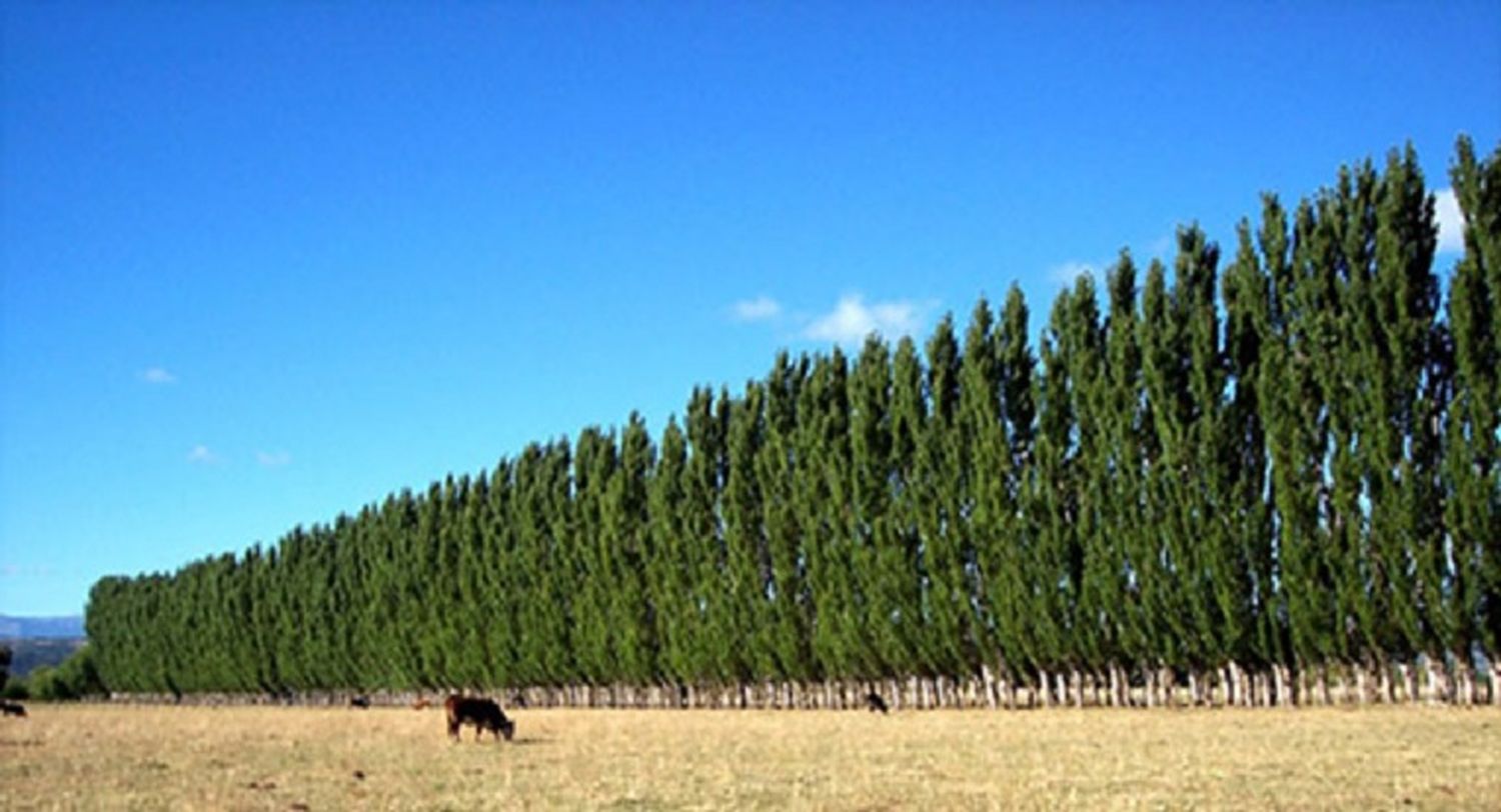 Provincia y Municipio avanzan en la implementación del programa de vinculación forestal rural