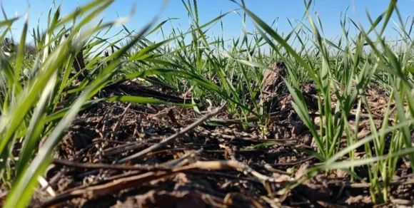 48 horas de lluvias claves para el trigo del oeste de la región núcleo
