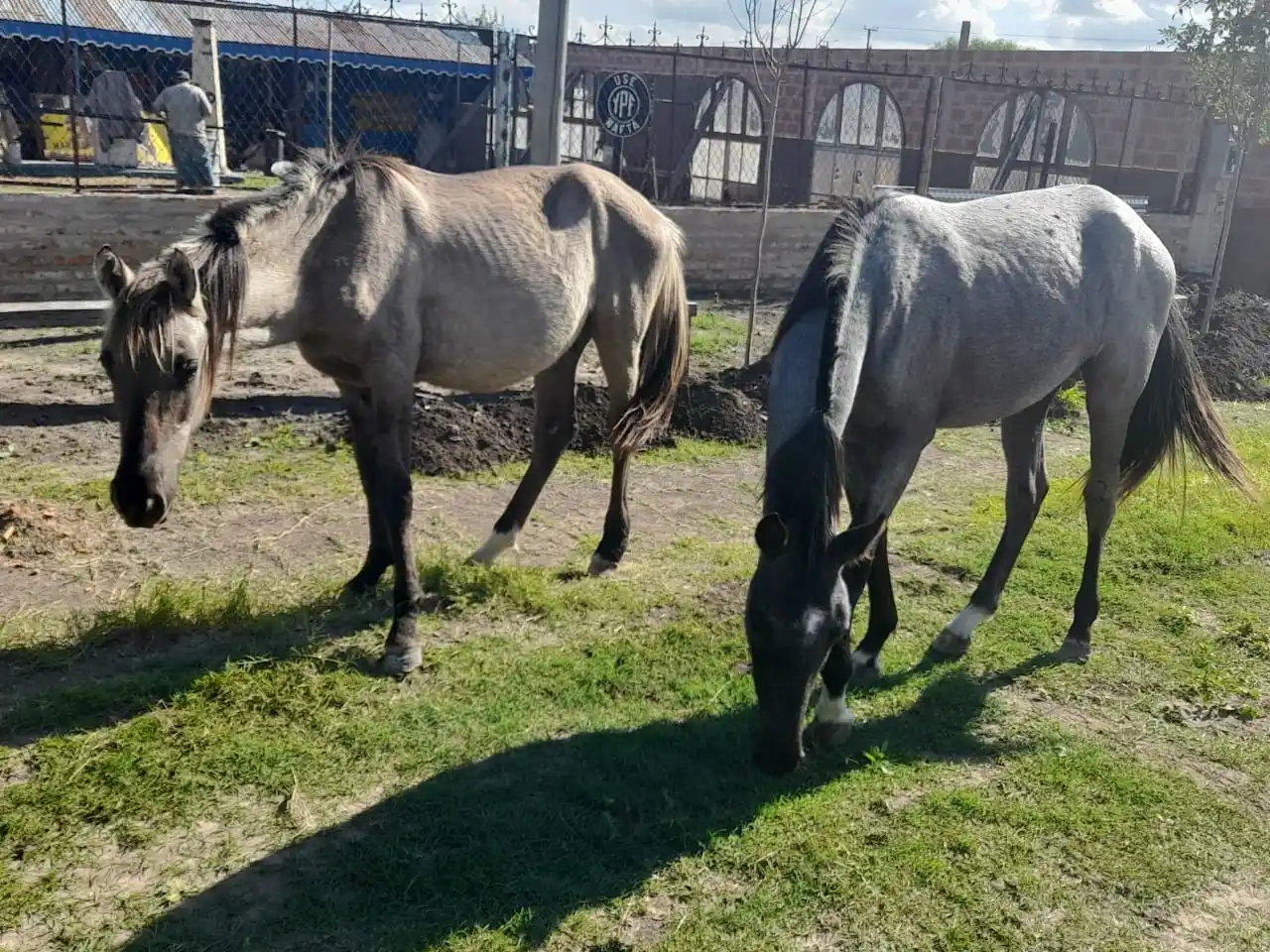 Serán retenidos los equinos no debidamente controlados por sus dueños