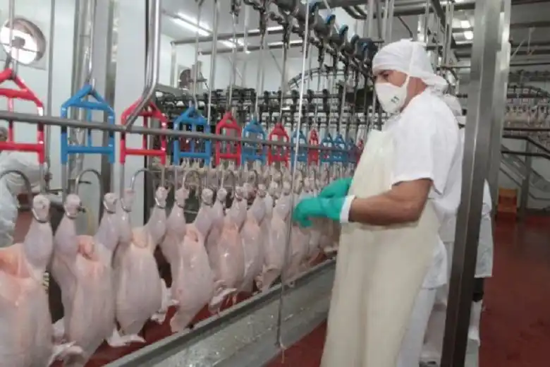 Hay preparativos para implementar un sistema electrónico de faena de aves