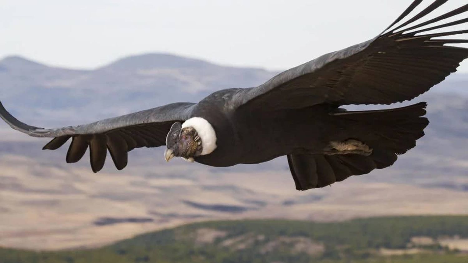 Usemos paraguas, nos garcan desde la cumbre