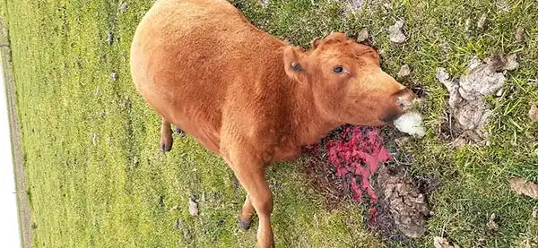 Banda de cuatreros atacó otro campo para robar y faenar ocho animales