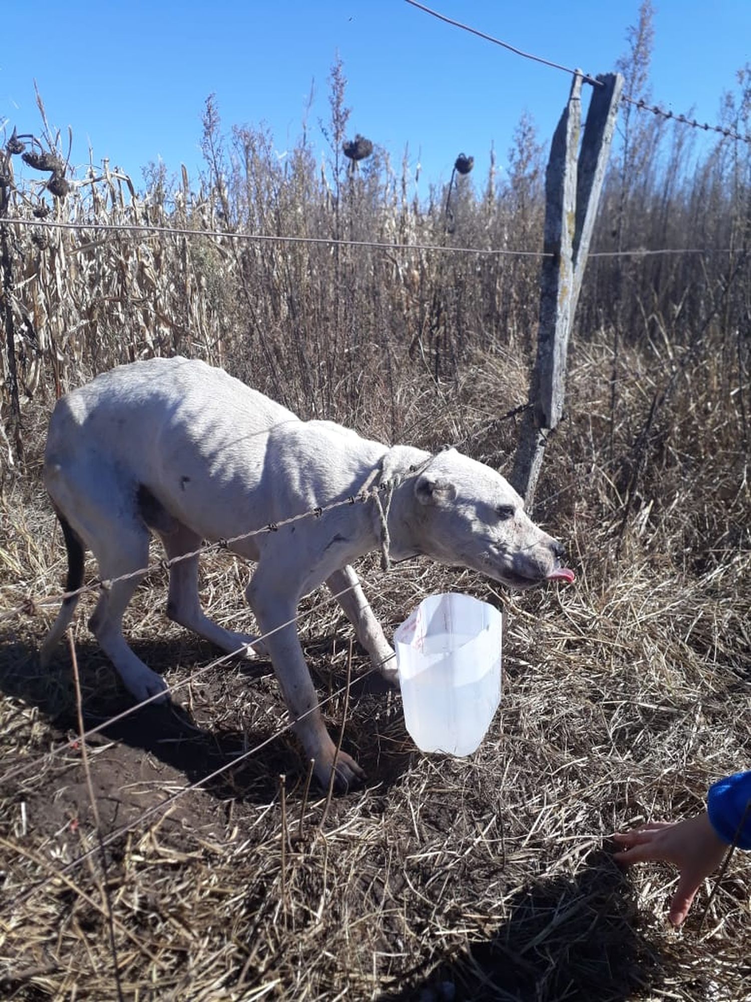 La dueña del campo donde rescataron al dogo se desvinculó del caso y dijo que allí se prohíbe cazar