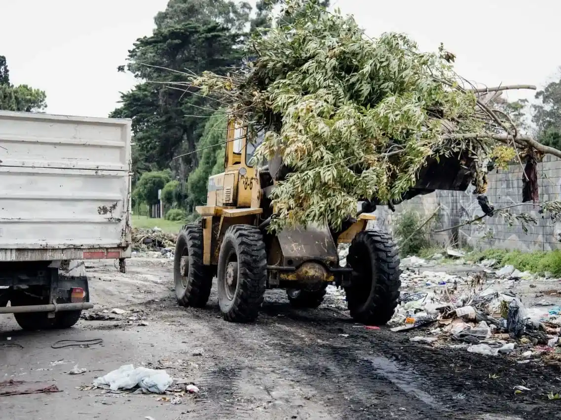arbol