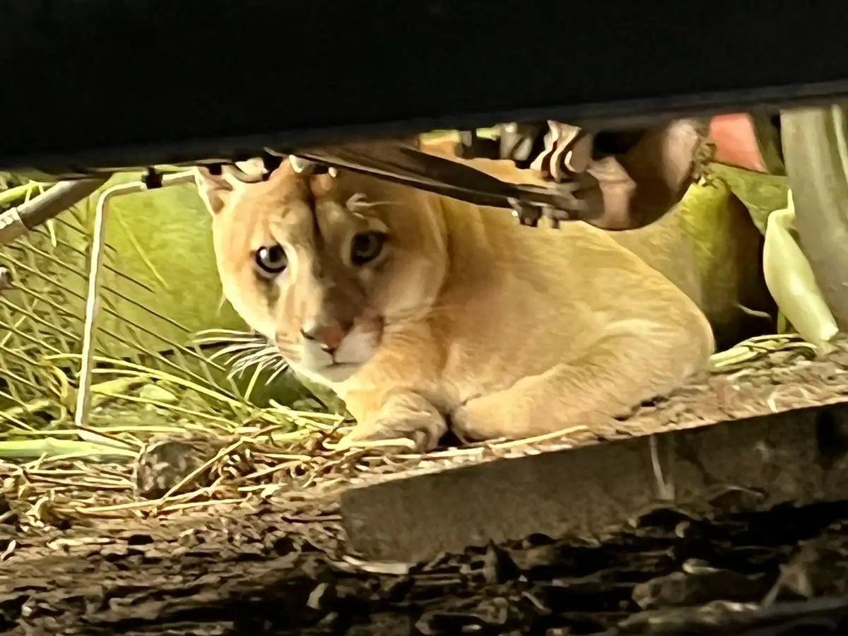 El felino buscó refugio debajo de un vehículo en desuso.