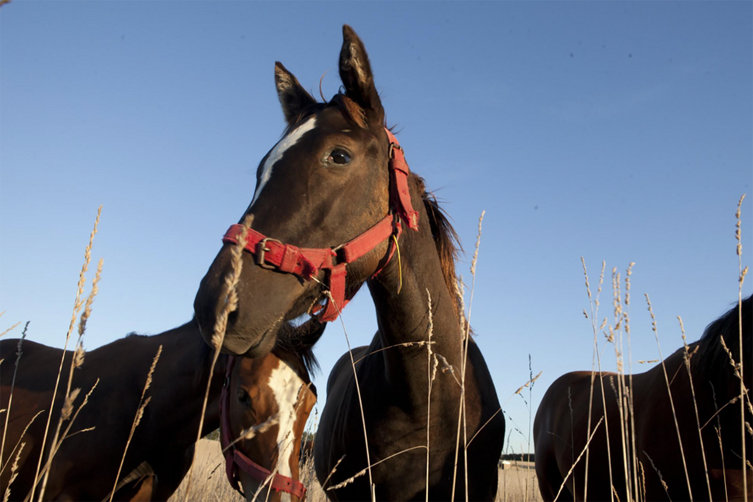 Encefalitis equina: se confirmaron dos nuevos casos en Entre Ríos en pacientes atendidos en diciembre