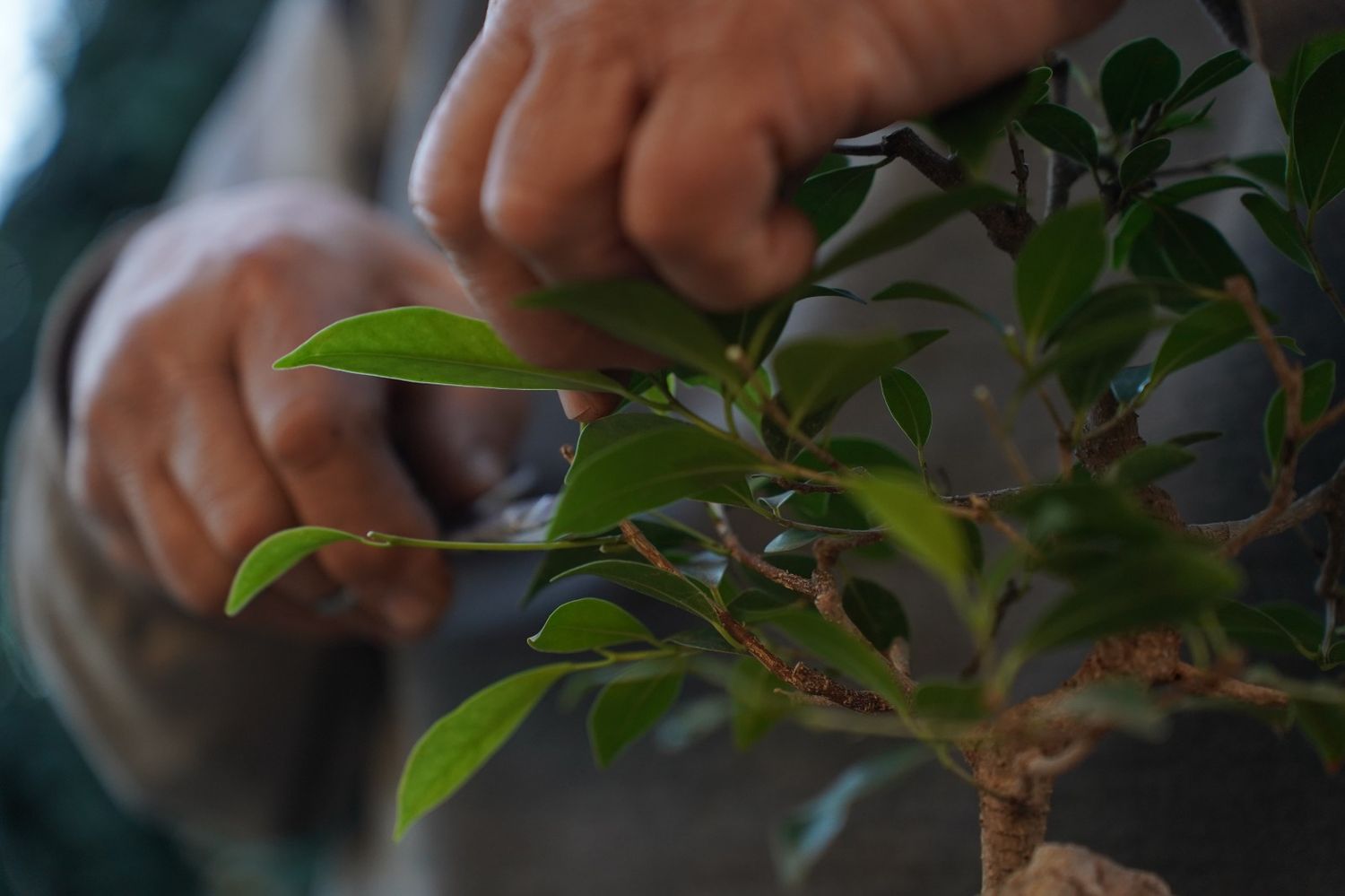 juan bonsai