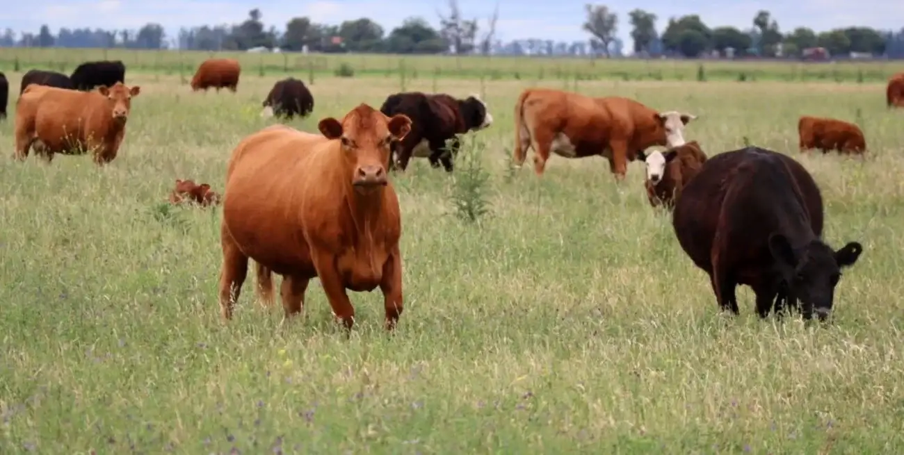 NUESTRO CAMPO | La ganadería alcanzó un récord histórico de endeudamiento y crece el peso de los créditos en dólares - 1