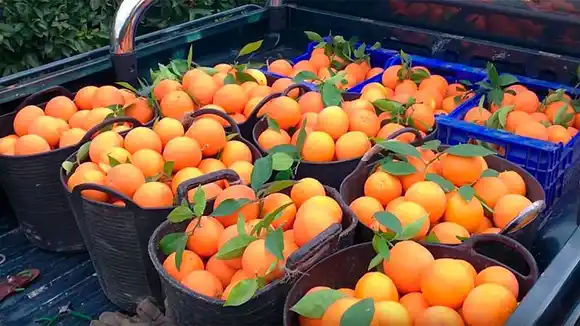 El precio de la naranja: el productor es  el único eslabón que  no tiene ganancias