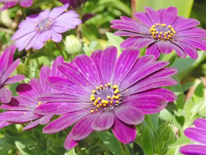 Vuelve, vuelve  primavera