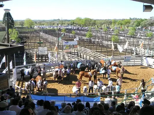 Exposur Entrerriano 2014: Los campeones de la Rural