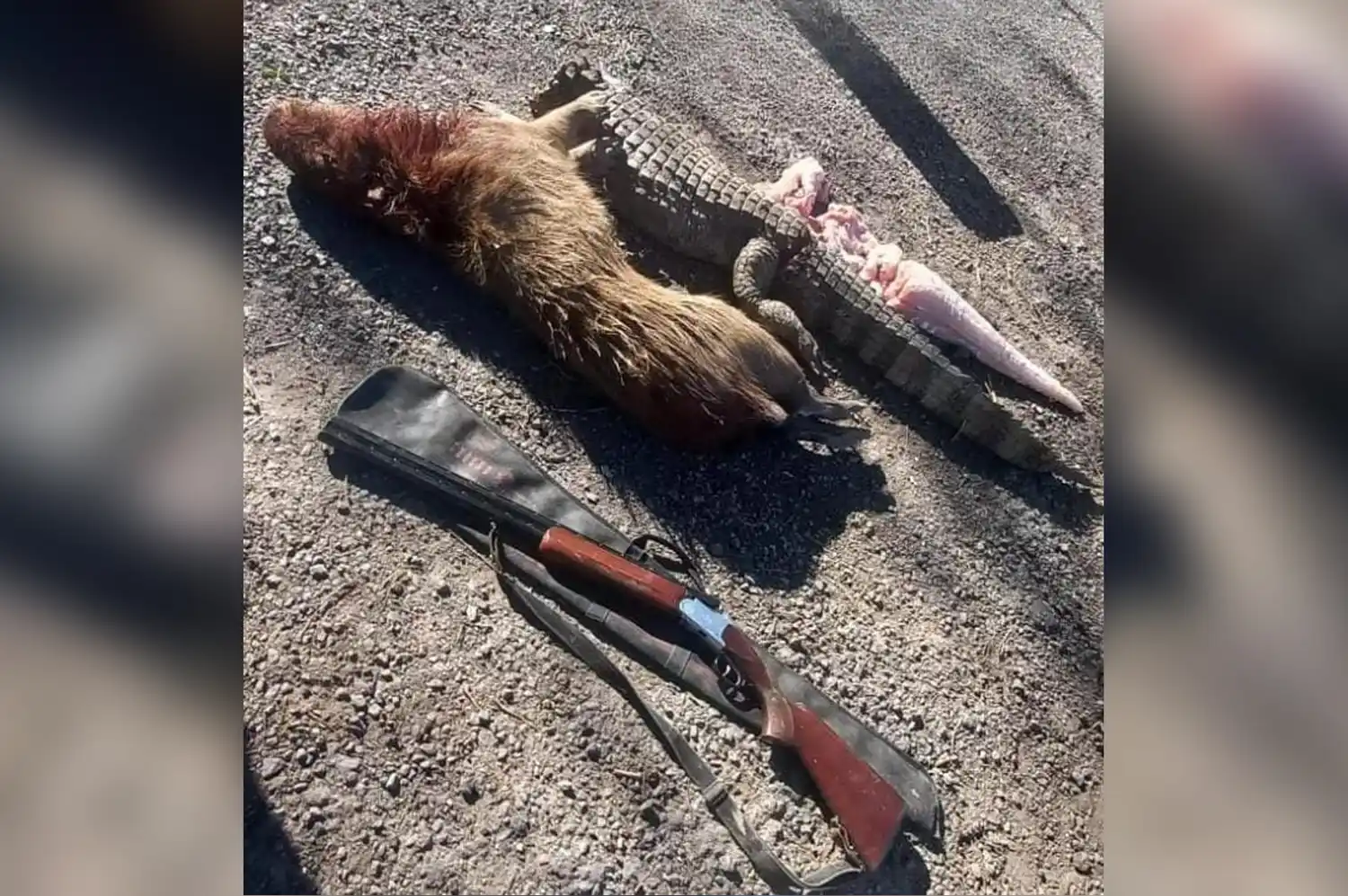 Incautaron un carpincho y un yacaré sin vida, una bolsa con restos y una escopeta: hay dos sospechosos trasladados