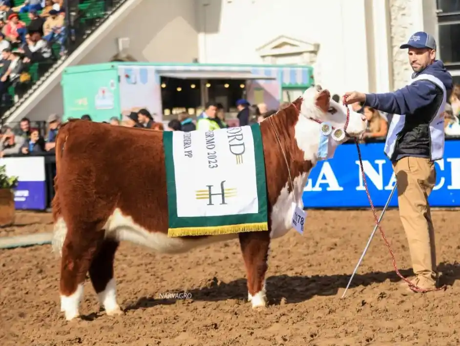 Quequén Sur, el semillero del mejor Polled Hereford