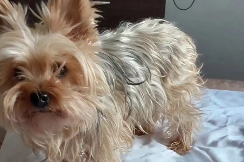 Las dueñas de Kia responsabilizaron a la veterinaria por la muerte de Kia. (Foto: gentileza La Opinión Austral).