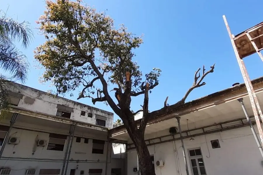 Un fallo judicial impide la tala de un árbol centenario por remodelaciones en un Hospital de Rosario