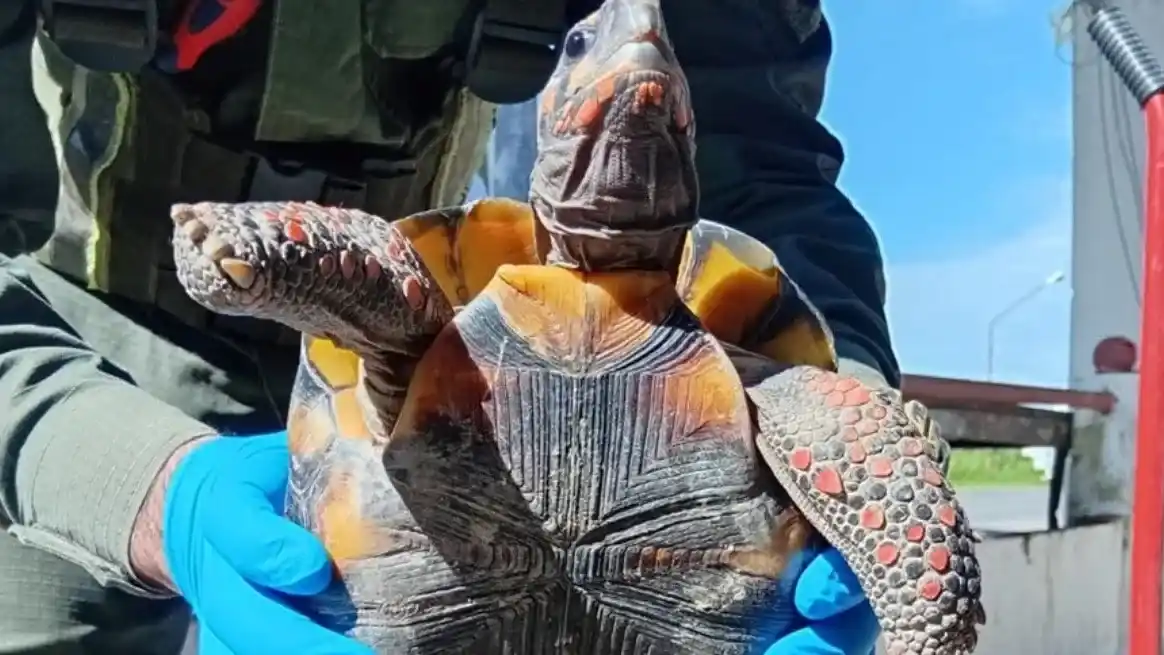Iba en una olla: el insólito rescate de una tortuga en Formosa