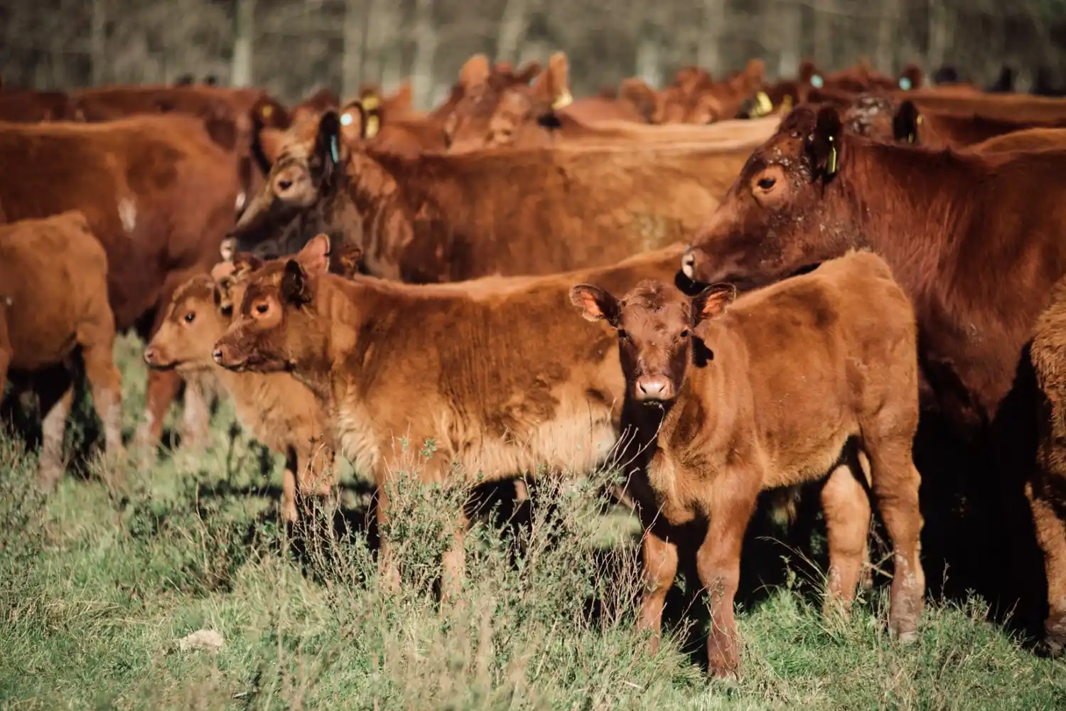 Subas moderadas en el precio de la hacienda: FARER reportó un incremento promedio del 2,3% en junio