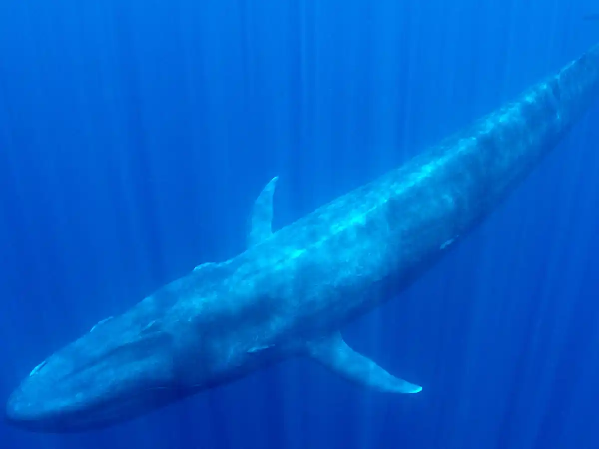 [Video] El animal más grande del planeta, captado en su esplendor