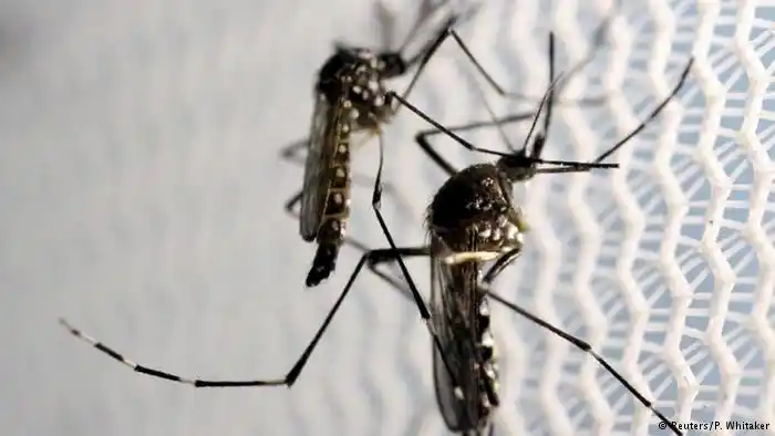 Investigan dos casos probables de dengue