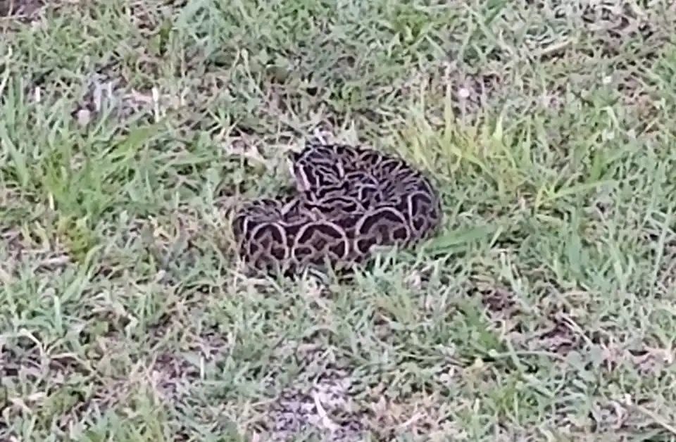 La aparición de una yarará de más de un metro en Don Bosco puso en alerta a los vecinos