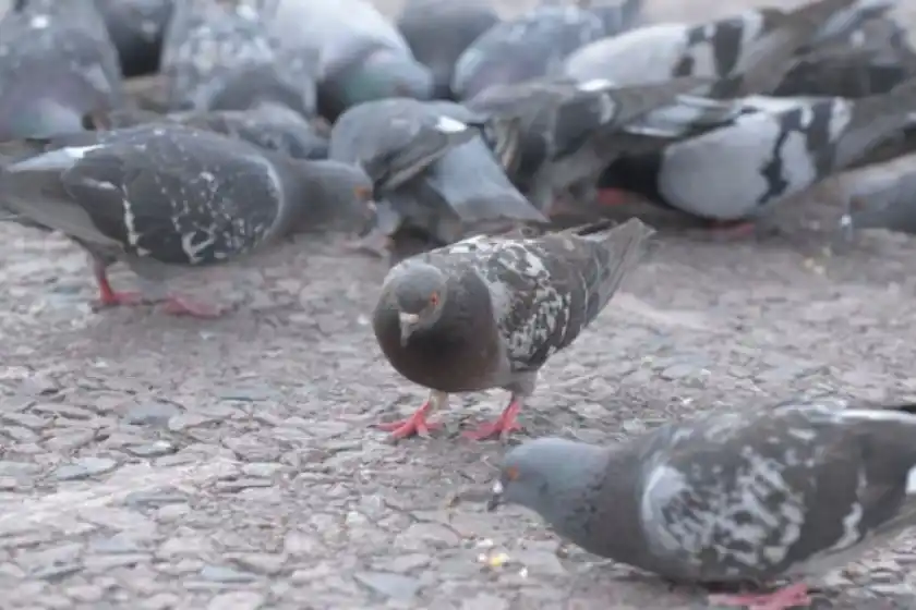 Detuvieron a un hombre que mató aves con un rifle de aire comprimido en Parque Field.