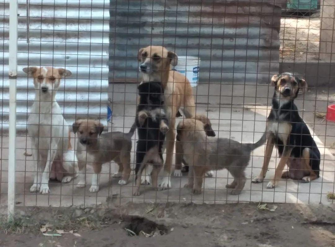 El refugio lanzó su rifa a beneficio y se sortea para el Día del Padre