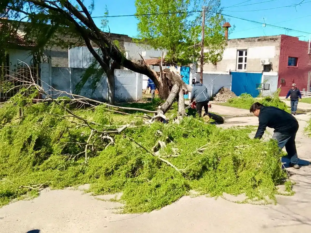 Ejemplares de grandes dimensiones no resistieron el embate del fuerte viento. Foto: MVT