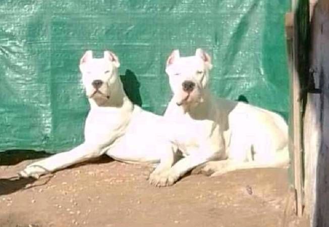 Un hombre fue atacado por dos perros dogos y sufrió gravísimas lesiones