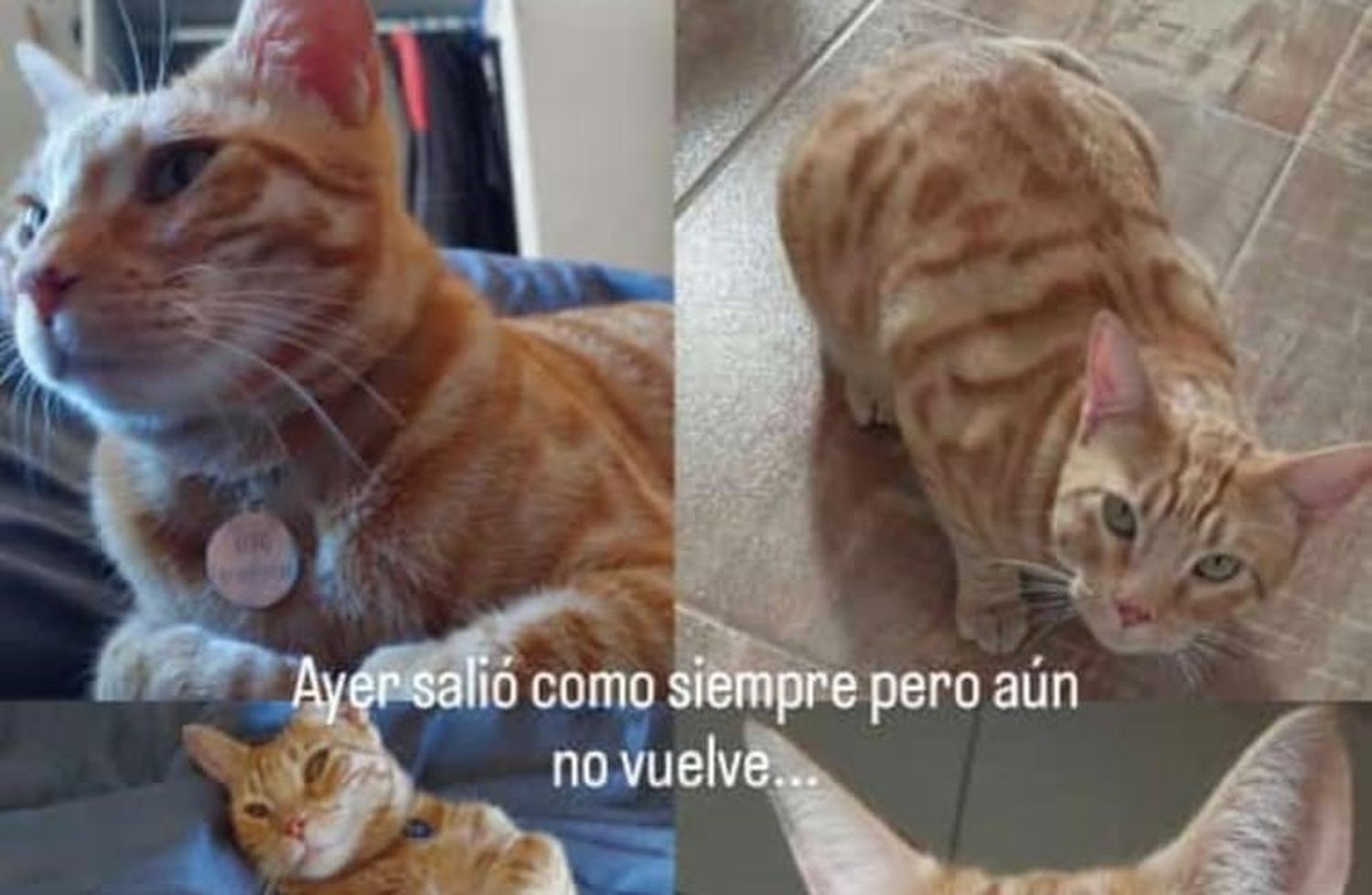 Busca a su gato "Kero"