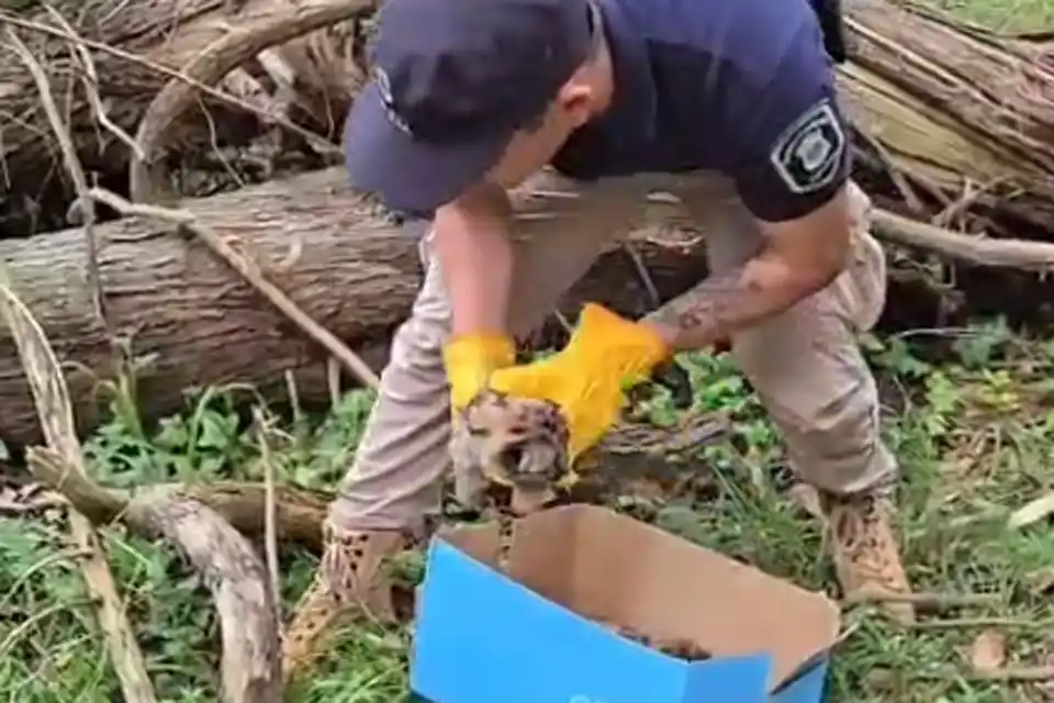 Rescataron tres cachorros de puma que eran trasladados ilegalmente en Balcarce