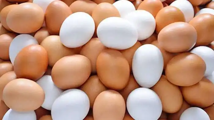 Avícolas indican que les pagan $180 el maple de huevos