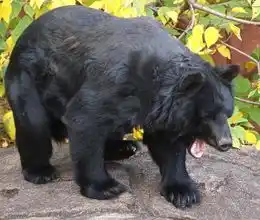 ¡SUSTO MÁXIMO! Sale a pasear y de regreso encontró un oso en su sala