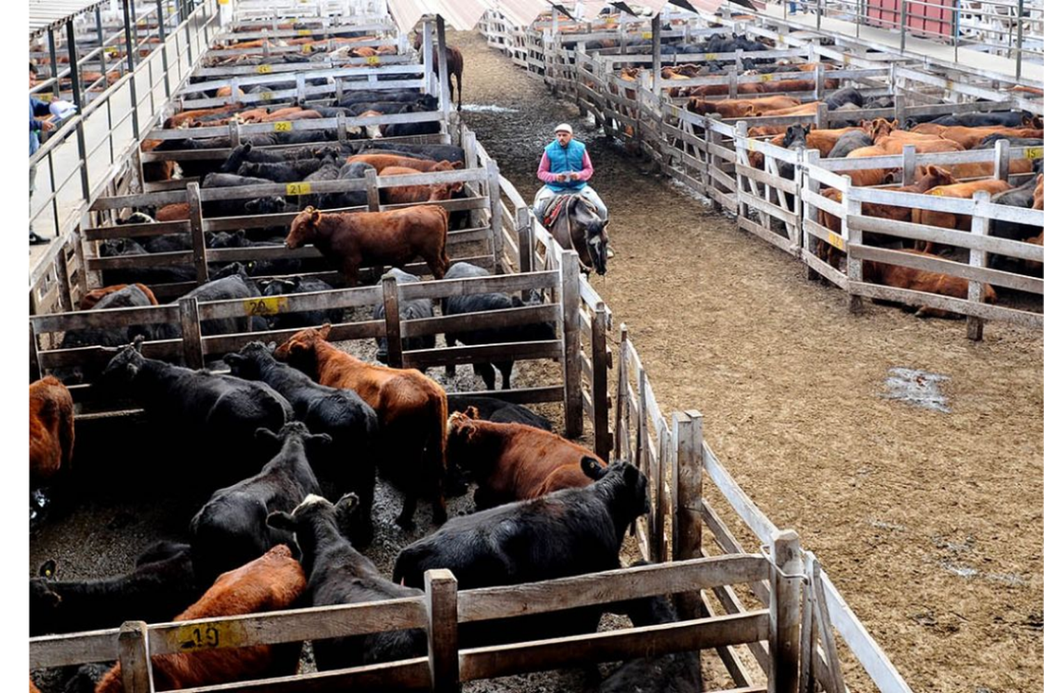 El precio de las vacas cayó más de un 30% desde el cepo a la carne