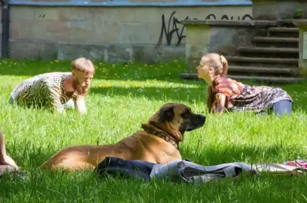 Teatro para mascotas - 3