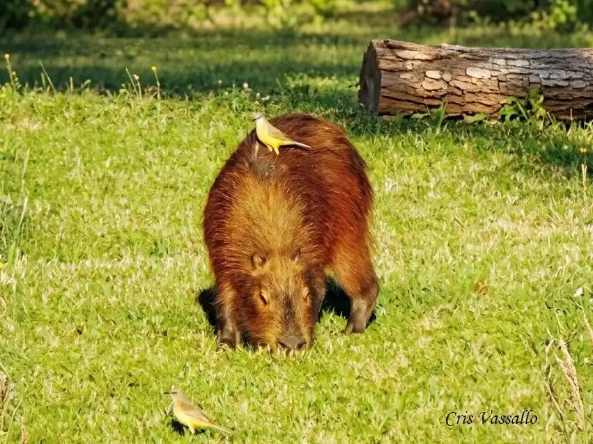 Habitantes de humedales del departamento Concordia