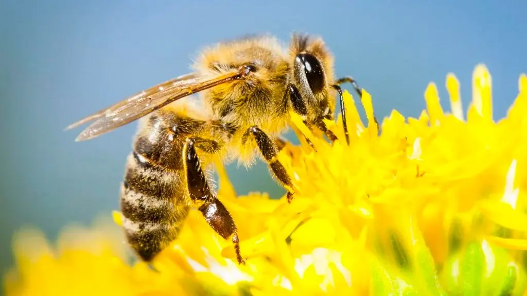 Día Mundial de las Abejas: guardianas de la vida en peligro