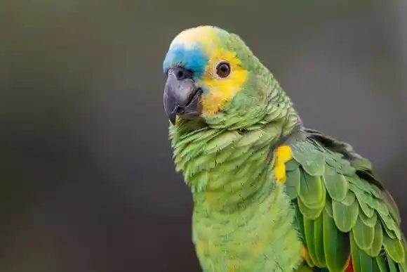 Internaron a cuatro personas en Rafaela por un cuadro de neumonía contagiado a través de un loro