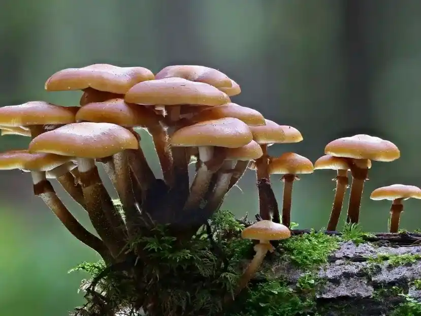 Existen aplicaciones que permiten identificar hongos comestibles en Argentina.