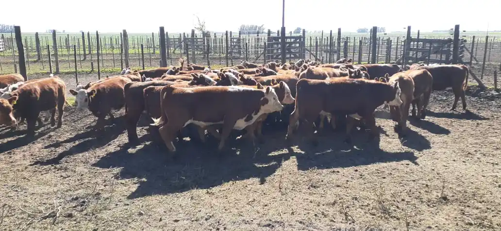 En la feria de San Cayetano mandó la vaca